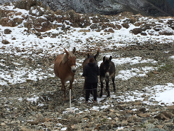  Asterix Volcan et Alaska ont fait un gros travail